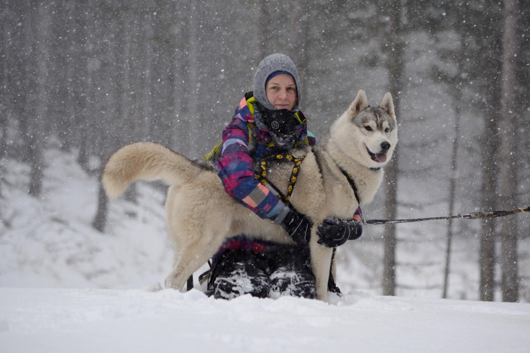 Nordreisa: guided snowshoe tour with a husky Guided snowshoe tour 2h with a husky & snack & campfire