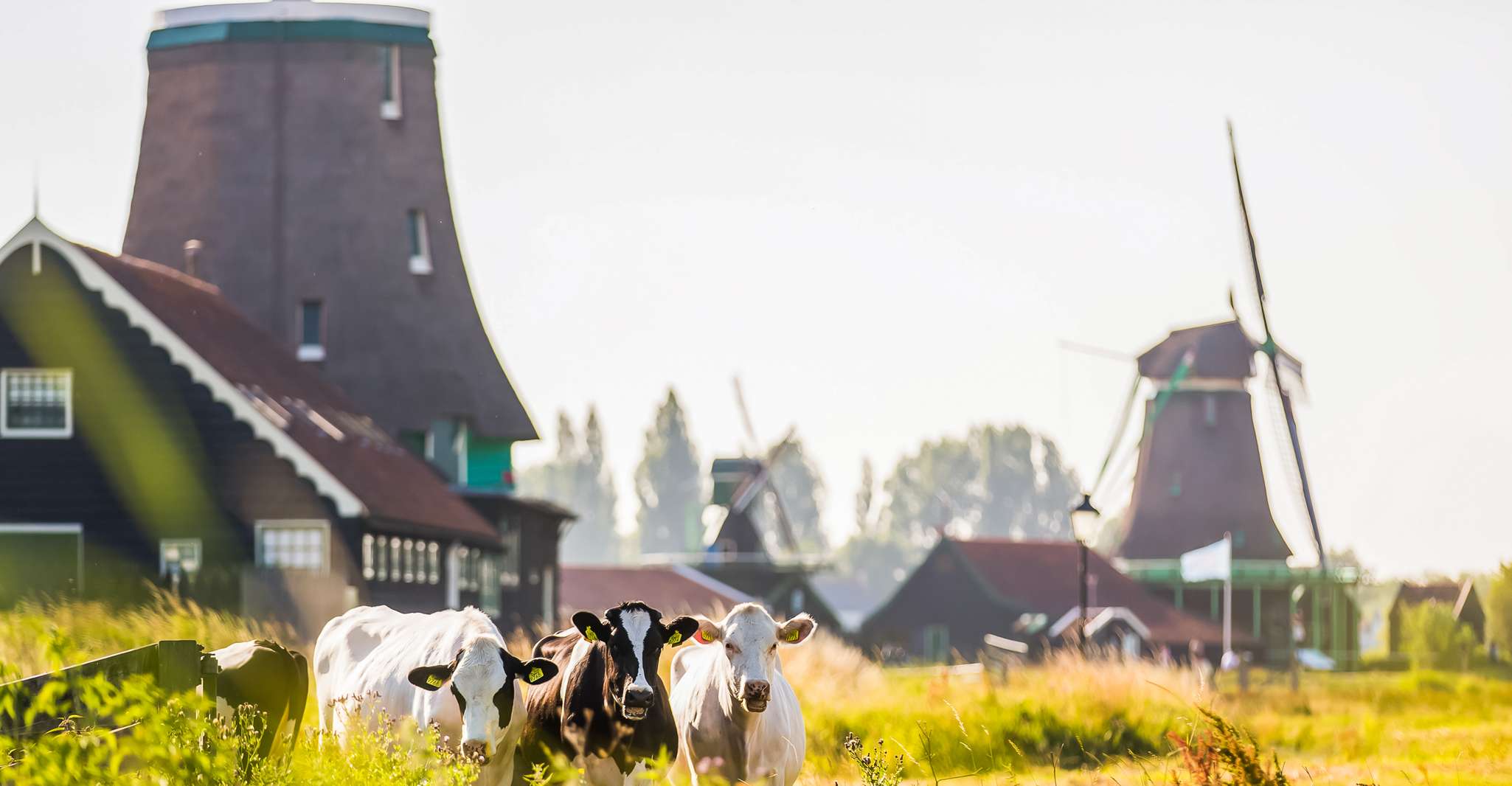 From Amsterdam: Zaanse Schans, Volendam & Marken Guided Tour photo 7