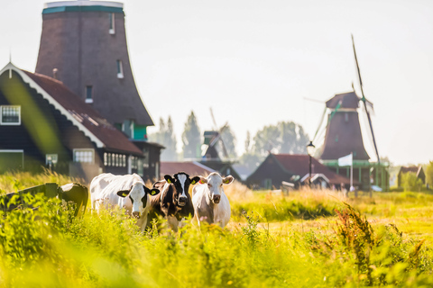 Da Amsterdam: Escursione di un giorno a Zaanse Schans, Volendam e MarkenTour classic