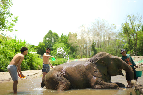 Chiang Mai: Jungle Jumbo Elephant Sanctuary with Waterfall