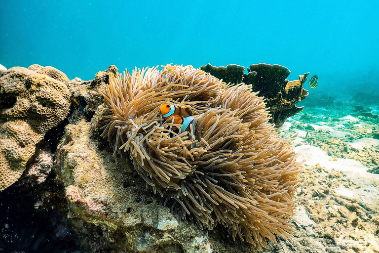 Krabi: tour delle 4 isole e del banco di sabbia di Thale Waek in motoscafo