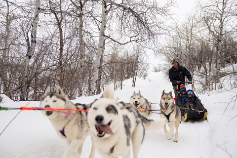 Rovaniemi: One Hour Husky Trip with hotel pick up Rovaniemi: One Hour Husky Trip with hotel pick up_REC