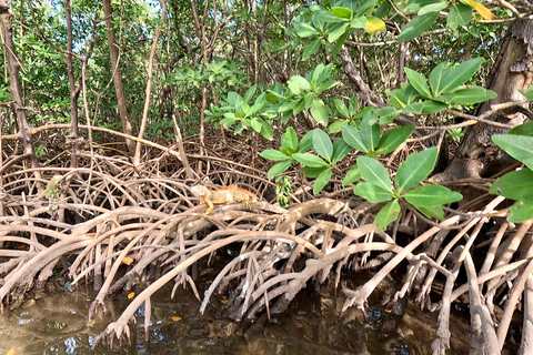 Ft Lauderdale: Combo Deal Snorkel Reefs, Kayak/SUP Mangroves