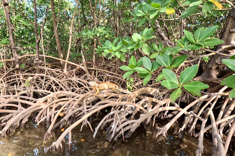 Ft Lauderdale: Combo Deal Snorkel Reefs, Kayak/SUP Mangroves