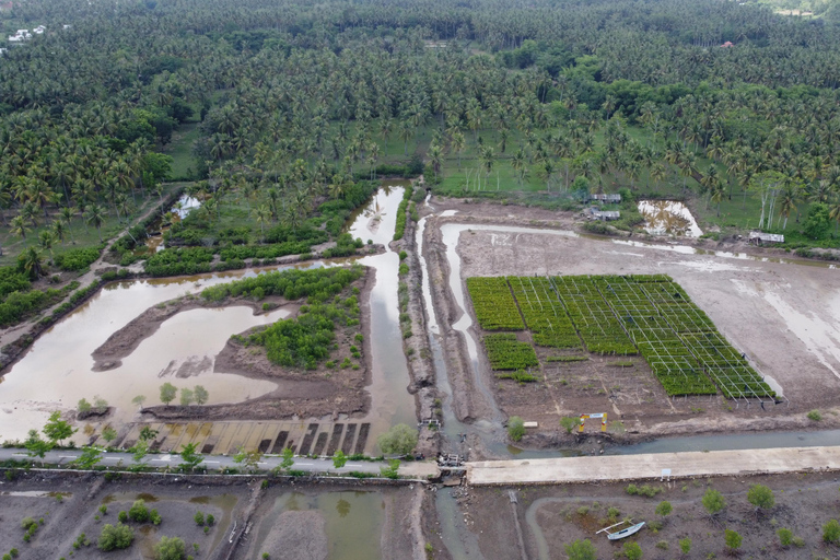 Bagek Kembar: Mangrove & Stingless Beekeeping Experience
