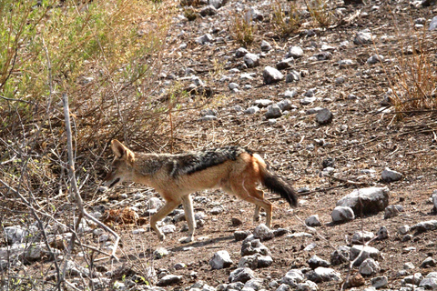 Windhoek: 3-Day Guided Safari in Etosha with Lodge