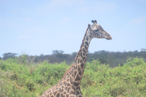 Depuis Diani ou Mombasa : Excursion d&#039;une journée dans le parc national de Tsavo East