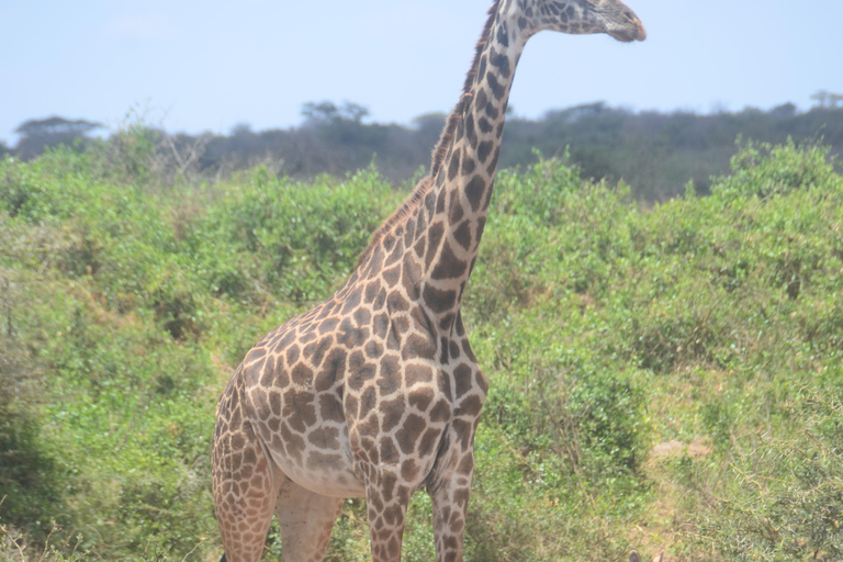 Vanuit Diani of Mombasa: Dagtrip Nationaal Park Tsavo East