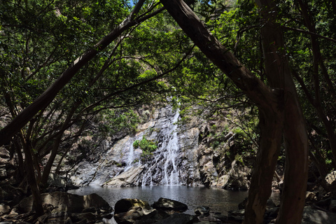 Port Douglas: Cape Tribulation Private Rainforest Tour