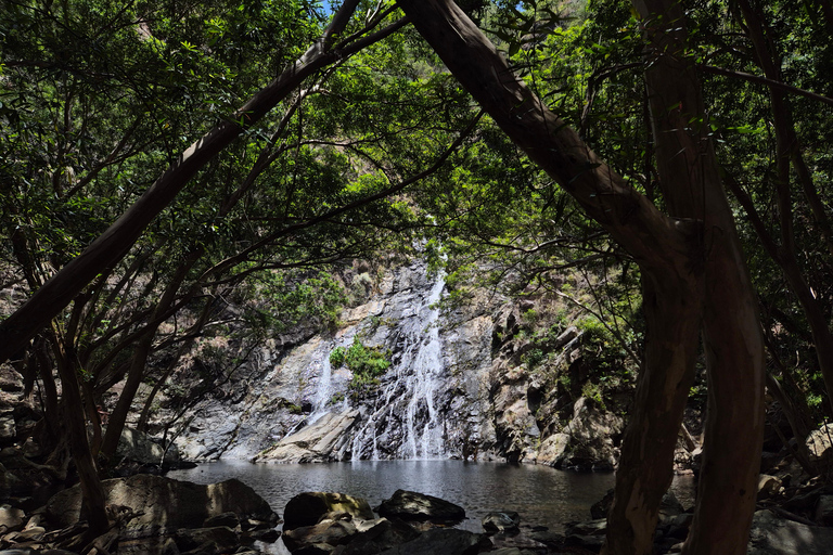 Port Douglas: Cape Tribulation Private Rainforest Tour