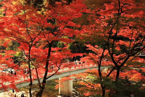Nagoya: Folhas de outono de Korankei e viagem de 1 dia ao Templo EihojiNagoya: Folhas de outono em Korankei e viagem de 1 dia ao Templo Eihoji