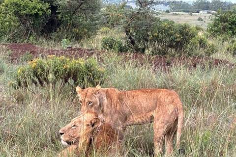 Nairobi National Park: Early Morning or afternoon adventure Early morning game drive in a Landcruiser JEEP