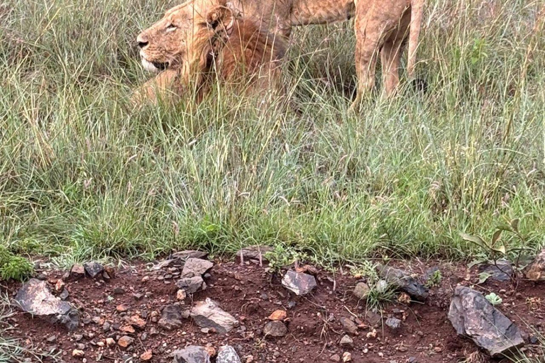 Nairobi National Park: Early Morning or afternoon adventure Early morning game drive in a Landcruiser JEEP