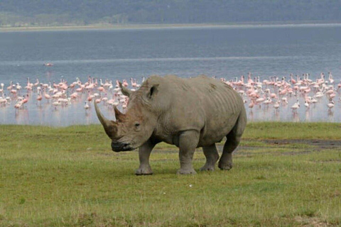 Nairobi: Lake Nakuru National Park Day Trip with Game Drive