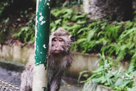 Nagano Tokyo: Snow Monkey Private Day Tour Hotel Pick & Drop Snow Monkey Private Day Tour Hotel Pick & Drop Off In Crown