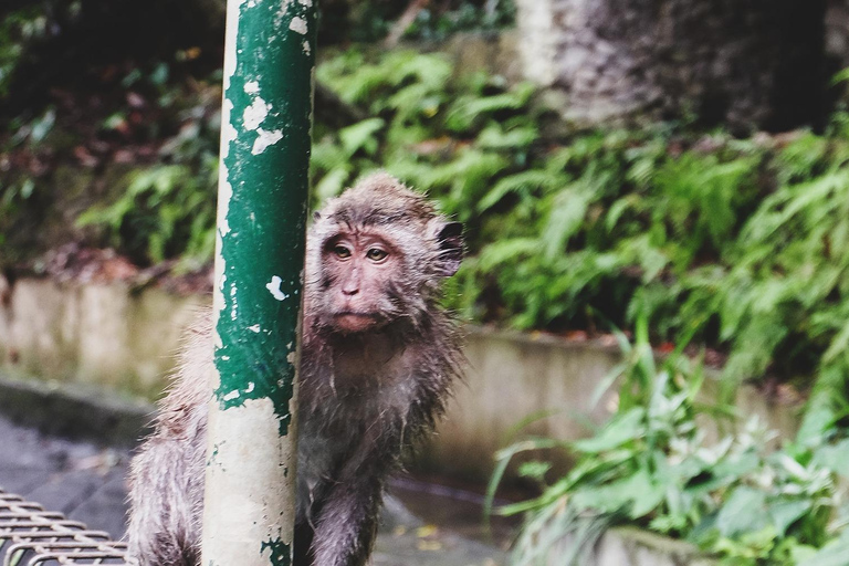 Nagano Tokyo: Snow Monkey Private Day Tour Hotel Pick & Drop Snow Monkey Private Day Tour Hotel Pick & Drop Off In Crown