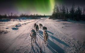 4hr Dog Sledding Trip under the Northern Lights