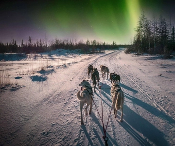 Alta: Hundslädestur under norrskenet