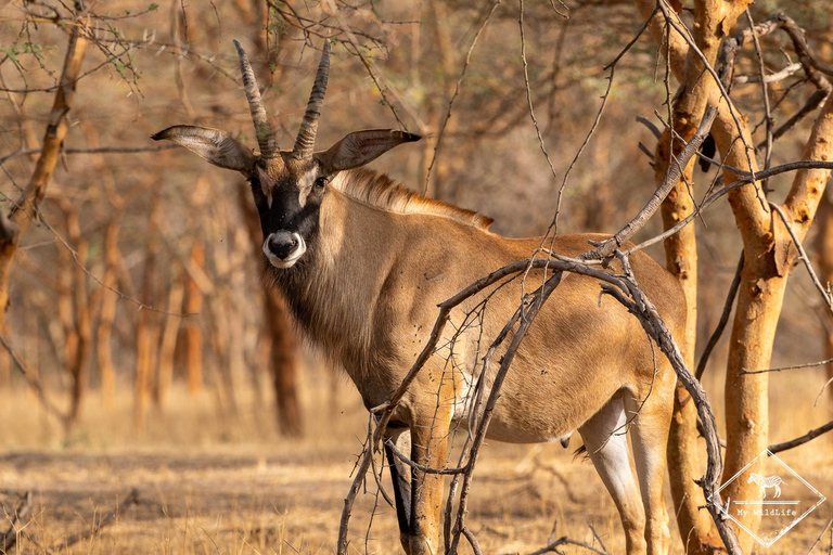 Z Dakaru: Wycieczka 1-dniowa do parku Bandia i laguny SomoneJednodniowa wycieczka do parku Bandia i Somone