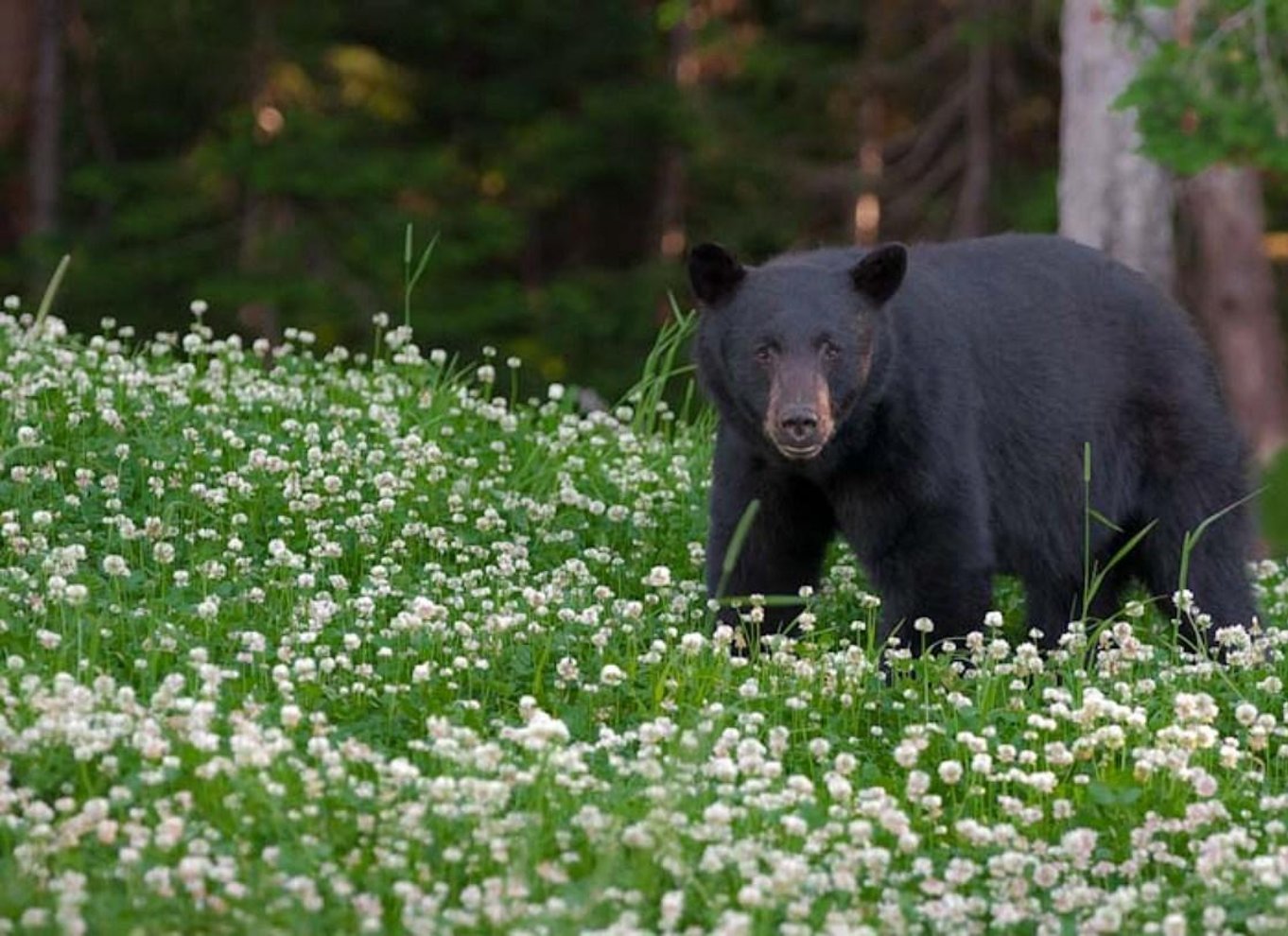 Whistler: Morgen med bjørnene Land Rover naturskøn udflugt
