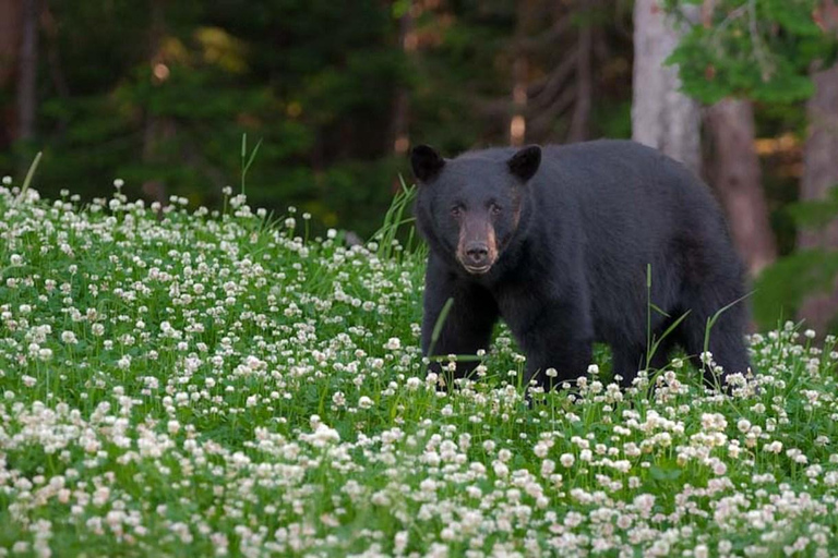 Whistler: Morning with the Bears Land Rover Scenic Tour