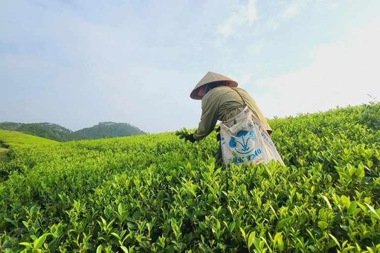 Hangzhou Tea Picking and BBQ Lunch