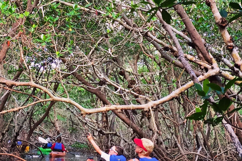 Tierra Verde FL: Coastal Kayaking Tour in Shell Key Single Kayak