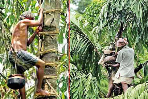 Da Ella : Esperienza di Toddy (Kithul Raa) nel villaggio di Ella