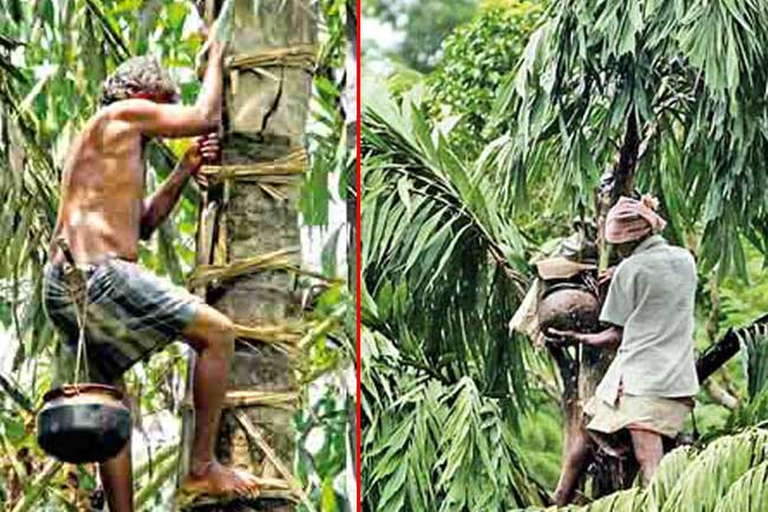 Aus Ella: Toddy (Kithul Raa) Erfahrung in Ella&#039;s Village