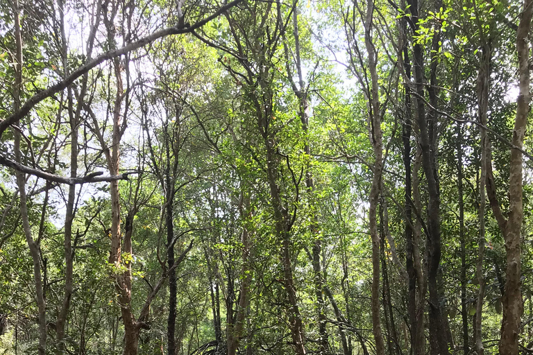 Ko Lanta: Excursão de meio dia EXPLORE MANGROVE em um passeio de caiaque