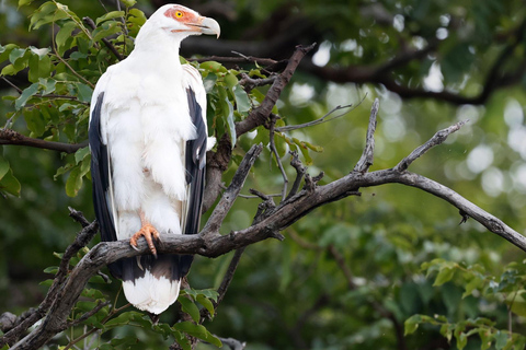 KIGOMA: Chimpanzees trekking Day Trip in Gombe national park Private Chimpanzee Trekking with Hotel Transfer and Lunch