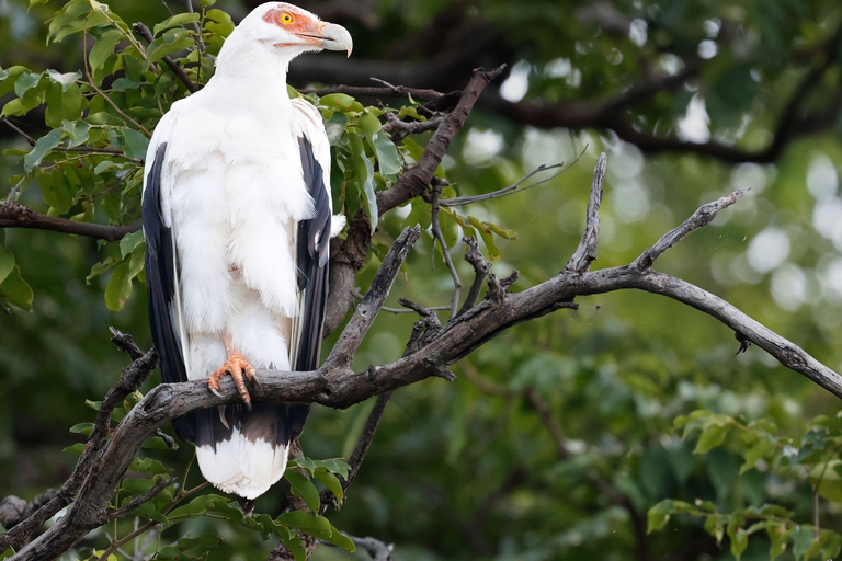 KIGOMA: Chimpanzees trekking Day Trip in Gombe national park Private Chimpanzee Trekking with Hotel Transfer and Lunch
