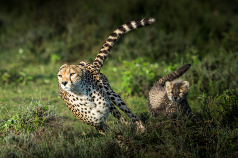 3-tägige klassische Serengeti-Mittelklasse-Safari ab Arusha