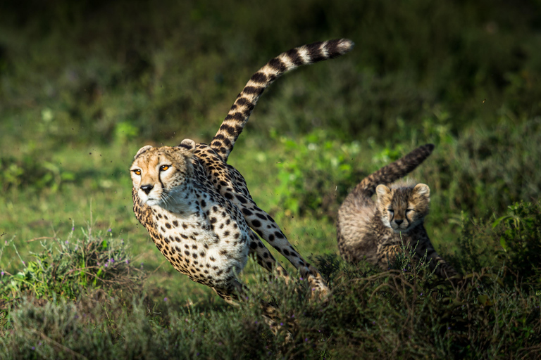 Safari clásico de 3 días por el Serengeti desde Arusha