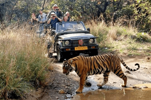 Prywatna wycieczka z przewodnikiem po Parku Narodowym Ranthambore z Jaipuru