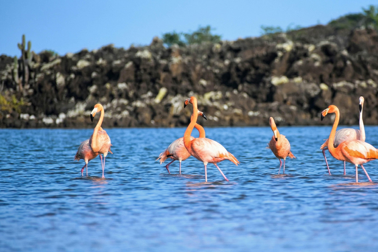 Galápagos: 5-Day Adventure on Isabela and Santa Cruz Islands