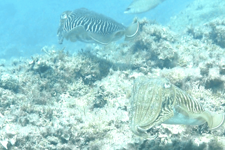 Nice : VIP sea tour with snorkeling & discover scuba