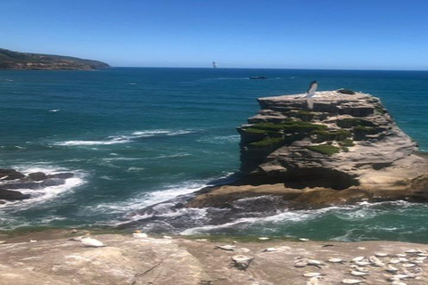 Tour privato della spiaggia di Muriwai e della colonia delle sule