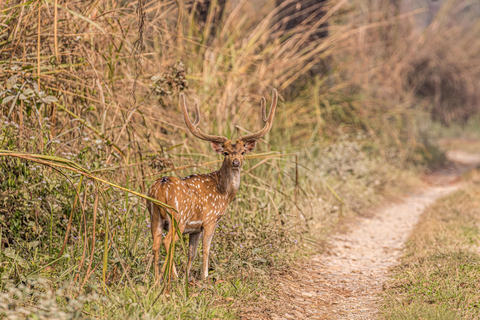 Chitwan Big Five Safari – 5 Days All Inclusive