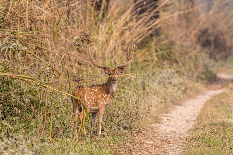 Chitwan Big Five Safari – 5 Days All Inclusive