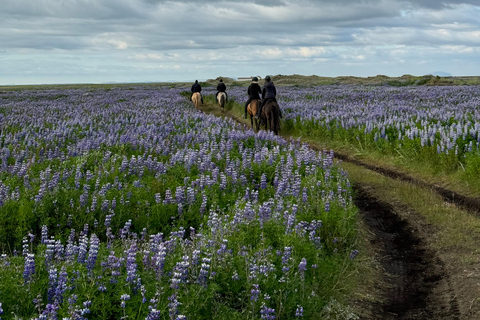 Südisland: Reiten am schwarzen Strand Tour