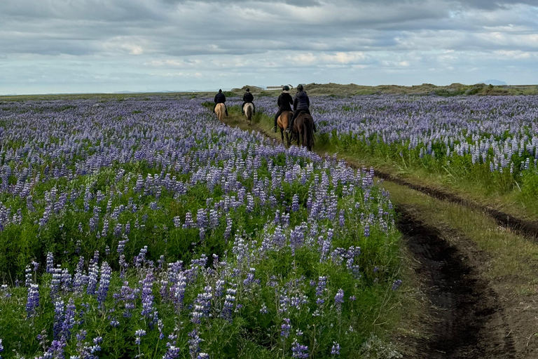 Südisland: Reiten am schwarzen Strand Tour
