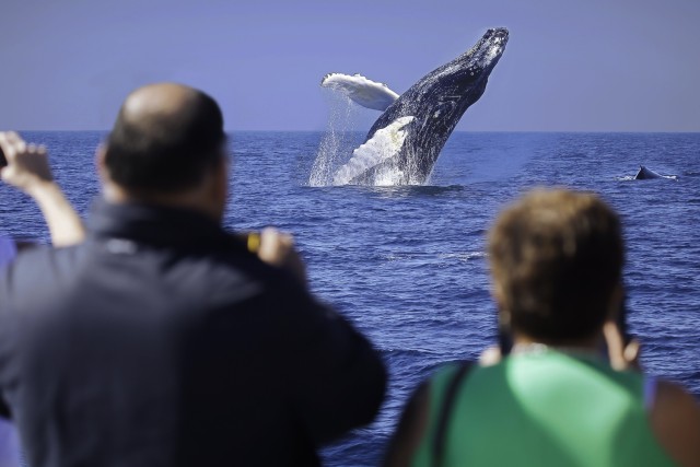 Cabo San Lucas: Whale Watching Breakfast Cruise