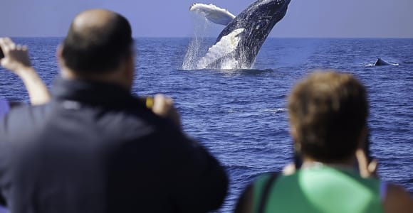 Cabo San Lucas: Whale Watching Breakfast Cruise