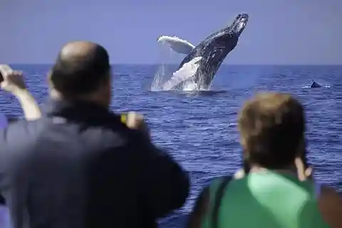 Cabo San Lucas: Whale Watching Breakfast Cruise