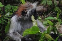 Jozani Forest mit Spice Tour - Housity