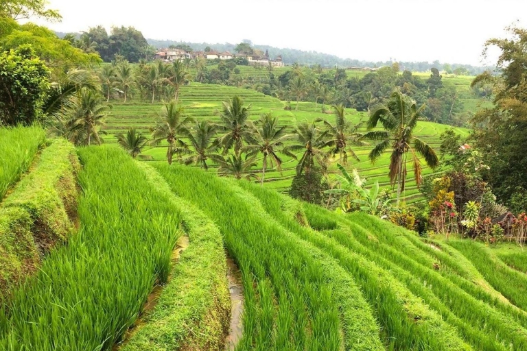 Bali: Jatiluwih Rice Terrace Sunrise Trekking with Breakfast Without Entrance Fees & Breakfast
