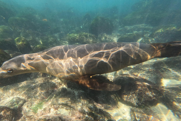 La Jolla Cove Sea Lions & Cave Snorkel Tour