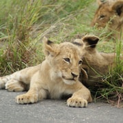 Kruger National Park - Full Day Safari (HAZYVIEW) | GetYourGuide