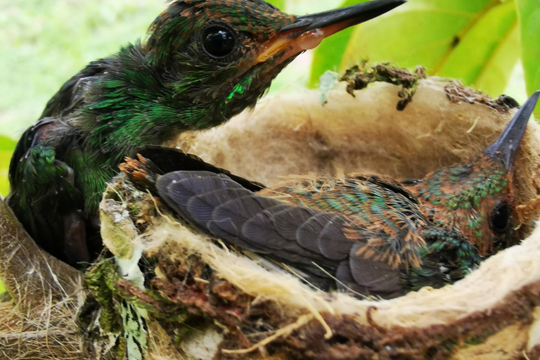 Panama: Rio Piedra Farm Entry Ticket and Hiking Trails